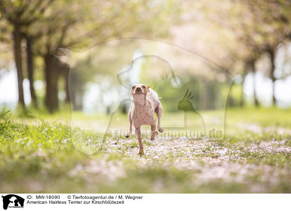 American Hairless Terrier zur Kirschbltezeit / MW-18090