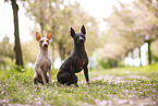 American Hairless Terrier Rde und Hndin
