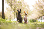 American Hairless Terrier Rde und Hndin
