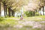 American Hairless Terrier zur Kirschbltezeit