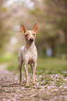 American Hairless Terrier zur Kirschbltezeit