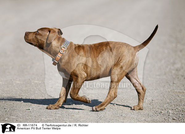 American Pit Bull Terrier Welpe / RR-11674