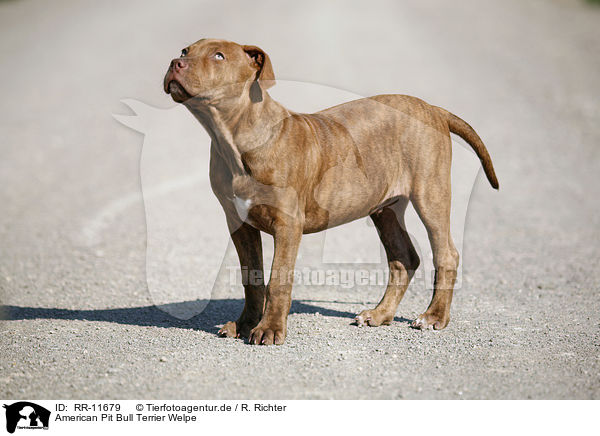 American Pit Bull Terrier Welpe / RR-11679