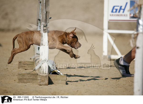 American Pit Bull Terrier Welpe / RR-11695