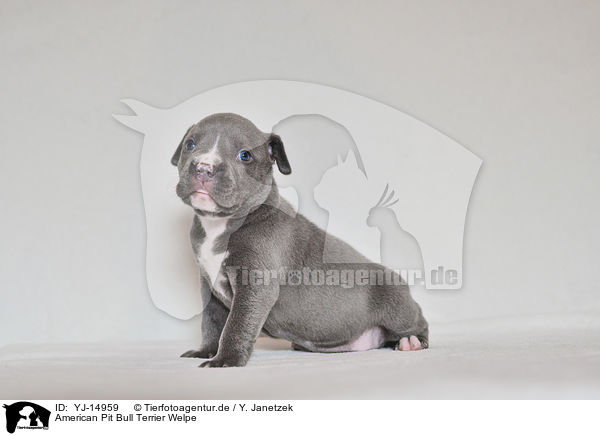 American Pit Bull Terrier Welpe / YJ-14959