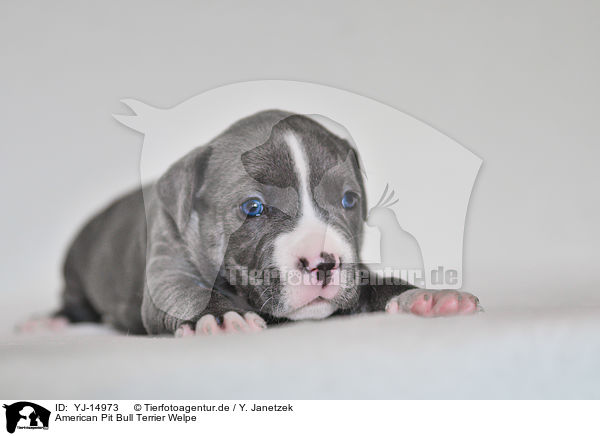 American Pit Bull Terrier Welpe / YJ-14973