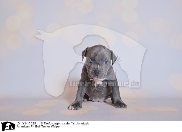 American Pit Bull Terrier Welpe / YJ-15025