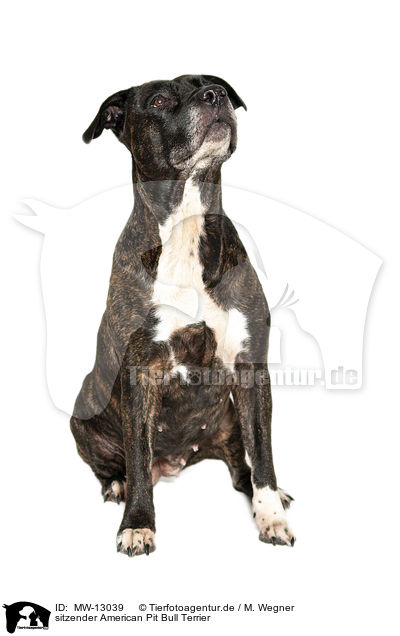 sitzender American Pit Bull Terrier / MW-13039