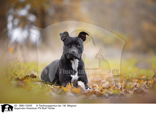 liegender American Pit Bull Terrier / MW-13095