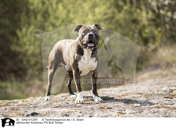 stehender American Pit Bull Terrier / SAS-01285