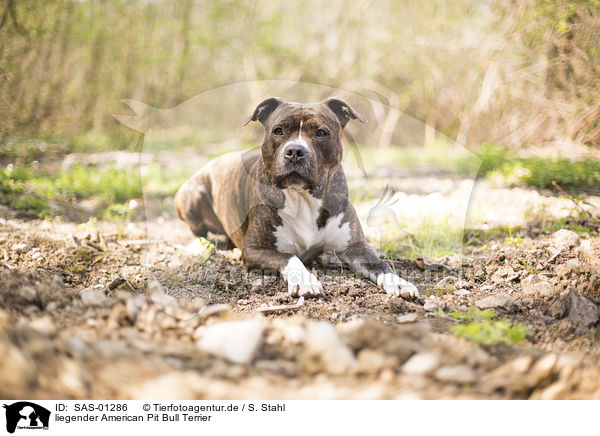 liegender American Pit Bull Terrier / SAS-01286