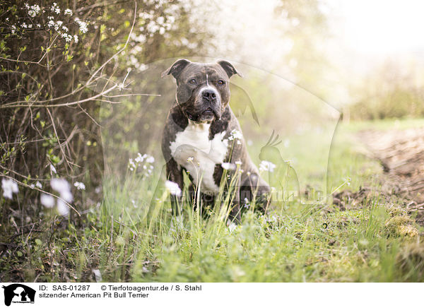 sitzender American Pit Bull Terrier / SAS-01287