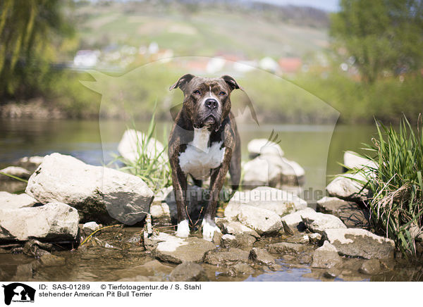 stehender American Pit Bull Terrier / SAS-01289