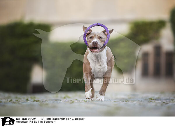 American Pit Bull im Sommer / JEB-01094