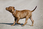 American Pit Bull Terrier Welpe