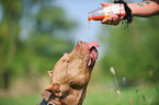 trinkender American Pit Bull Terrier