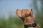 American Pit Bull Terrier Portrait