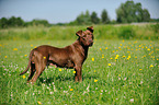 stehender American Pit Bull Terrier