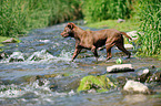 laufender American Pit Bull Terrier