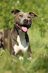 liegender American Pit Bull Terrier