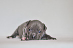 American Pit Bull Terrier Welpe