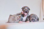 3 American Pit Bull Terrier Welpen