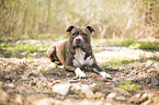 liegender American Pit Bull Terrier