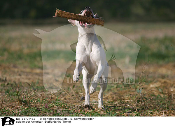 spielender American Staffordshire Terrier / playing American Staffordshire Terrier / SS-01482