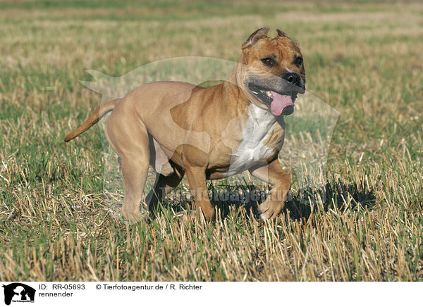 rennender / running American Staffordshire Terrier / RR-05693
