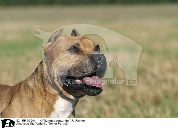 American Staffordshire Terrier Portrait / American Staffordshire Terrier Portrait / RR-05694