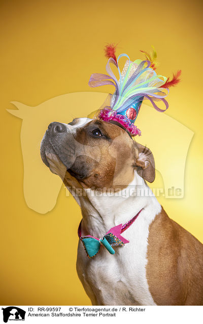 American Staffordshire Terrier Portrait / American Staffordshire Terrier Portrait / RR-99597