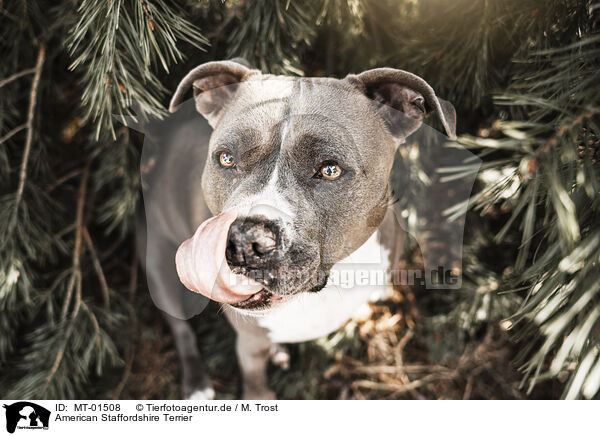 American Staffordshire Terrier / MT-01508
