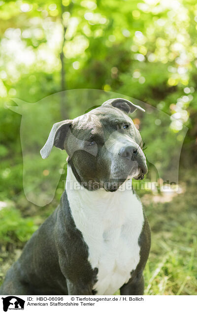 American Staffordshire Terrier / American Staffordshire Terrier / HBO-06096