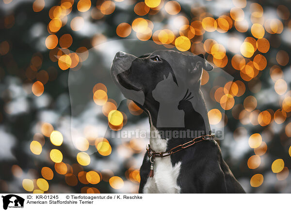 American Staffordshire Terrier / KR-01245