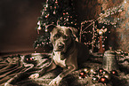 American Staffordshire Terrier an Weihnachten