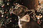 American Staffordshire Terrier an Weihnachten