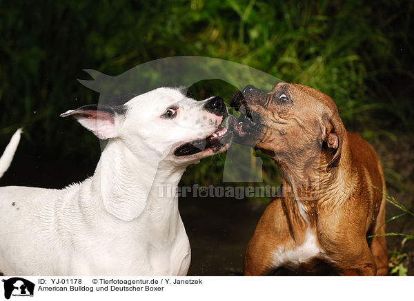 American Bulldog und Deutscher Boxer / YJ-01178