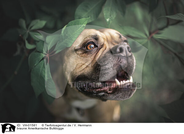 braune Amerikanische Bulldogge / brown American Bulldog / VH-01581