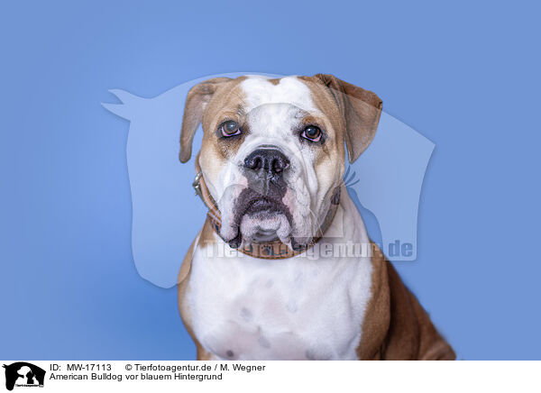 American Bulldog vor blauem Hintergrund / American Bulldog in front of black background / MW-17113