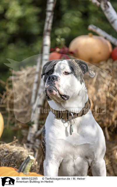 American Bulldog im Herbst / American Bulldog in fall / MAH-02285