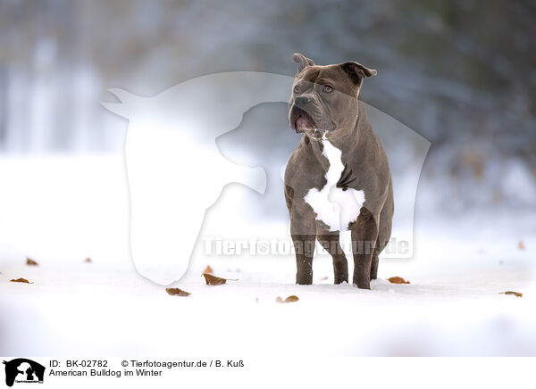 American Bulldog im Winter / BK-02782