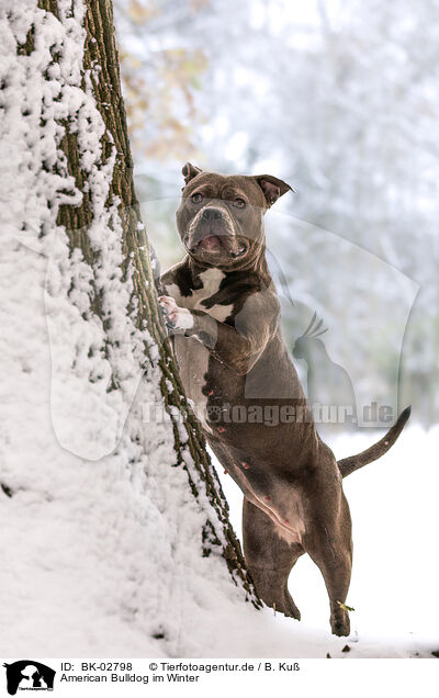 American Bulldog im Winter / American Bulldog in winter / BK-02798