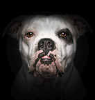 Amerikanische Bulldogge vor schwarzem Hintergrund
