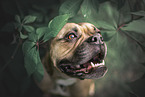 braune Amerikanische Bulldogge