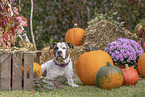 American Bulldog im Herbst