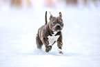 American Bulldog im Winter