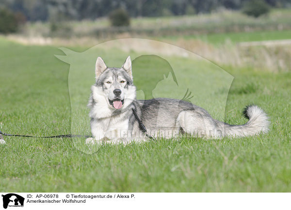 Amerikanischer Wolfshund / AP-06978