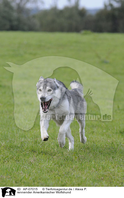 rennender Amerikanischer Wolfshund / AP-07015