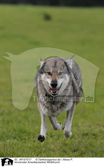 rennender Amerikanischer Wolfshund / AP-07017