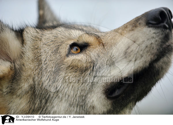 Amerikanischer Wolfshund Auge / YJ-09410